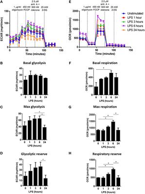 Plant-Derived Polyphenols Modulate Human Dendritic Cell Metabolism and Immune Function via AMPK-Dependent Induction of Heme Oxygenase-1